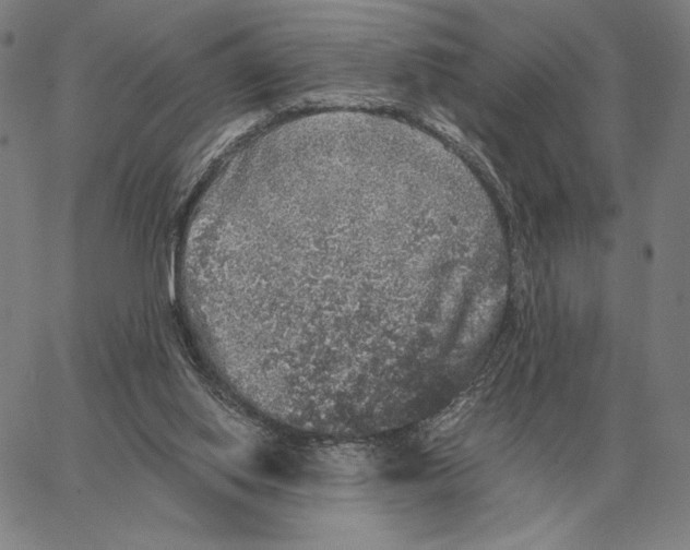 X0000062650062200601181820