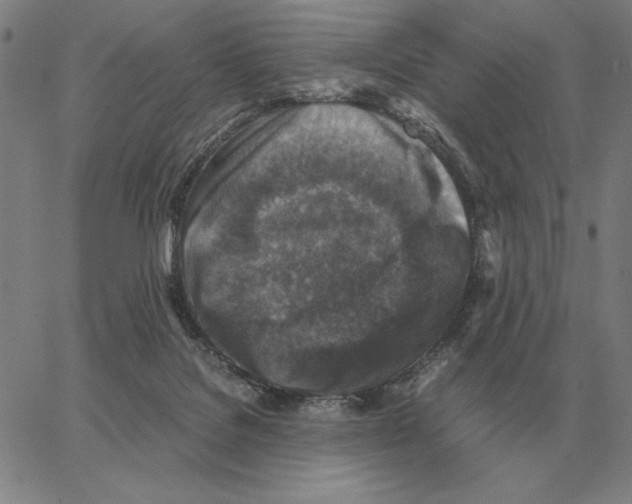 X0000062650076200601181820