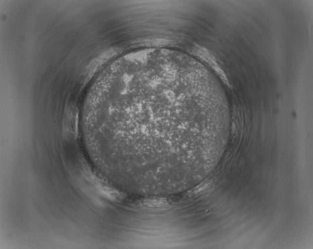 X0000062650110200601181820