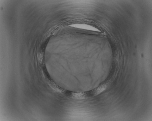 X0000062650139200601181819