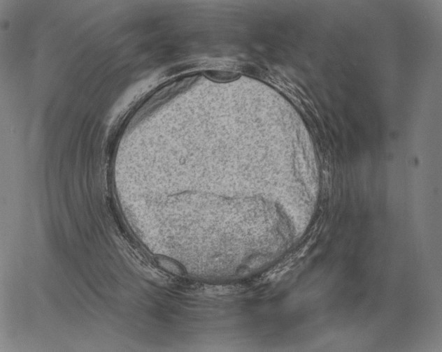 X0000062650149200601181818