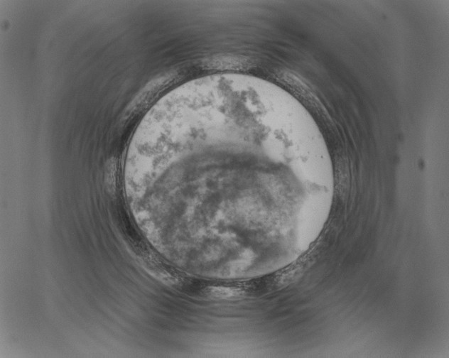 X0000062650167200601181819