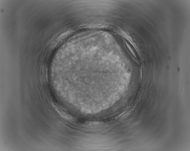 X0000062650205200601181818