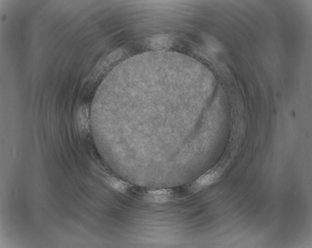 X0000062650240200601181817