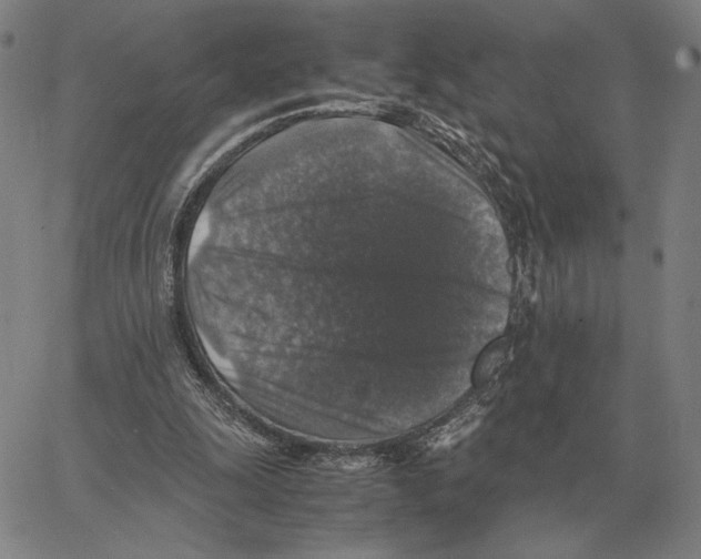 X0000062650247200601181817