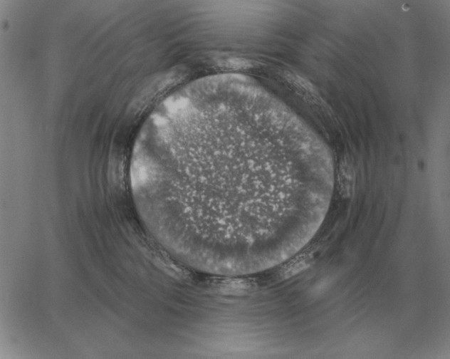 X0000062650330200601181816