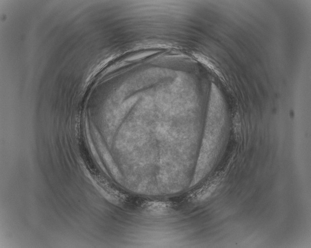 X0000062650352200601181815