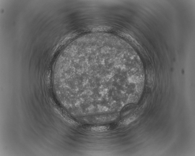 X0000062650357200601181815