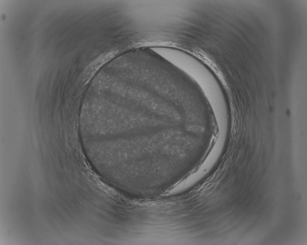 X0000062650385200601181815