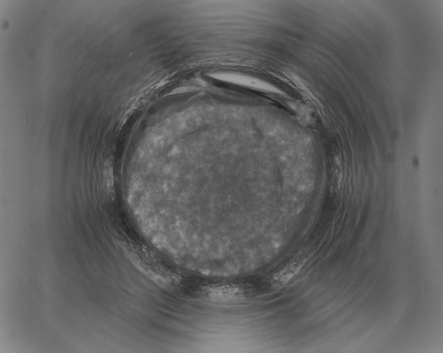 X0000062650500200601181813