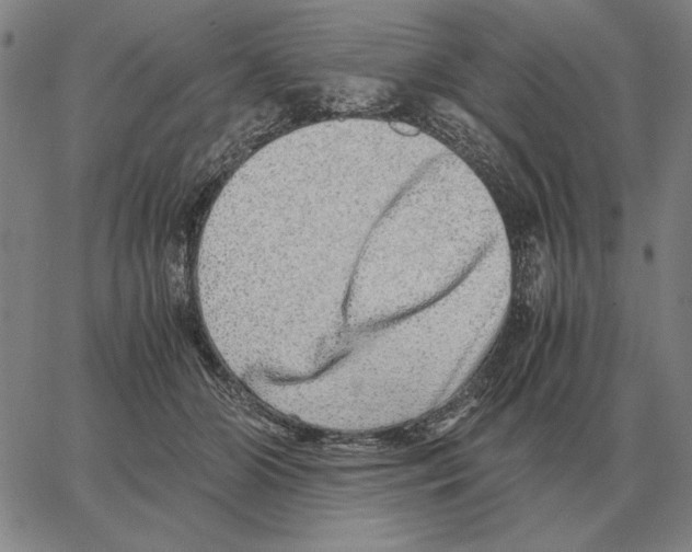 X0000062650510200601181813