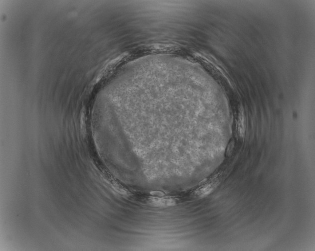 X0000062650520200601181813