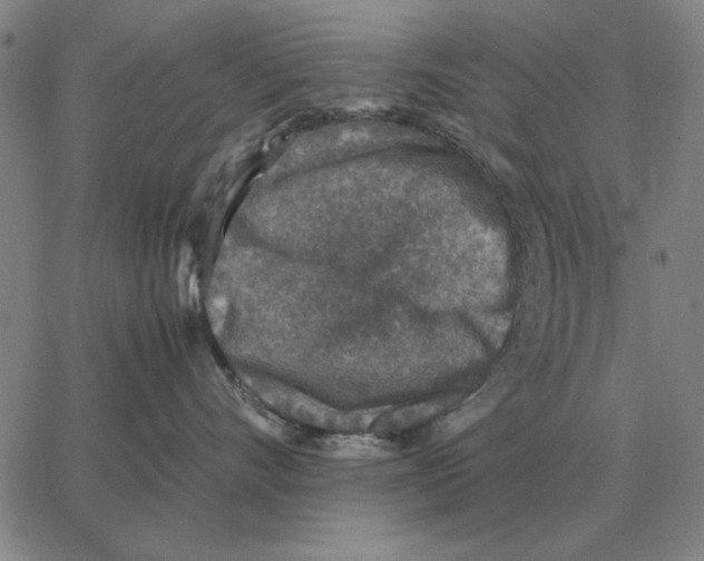 X0000062650528200601181813