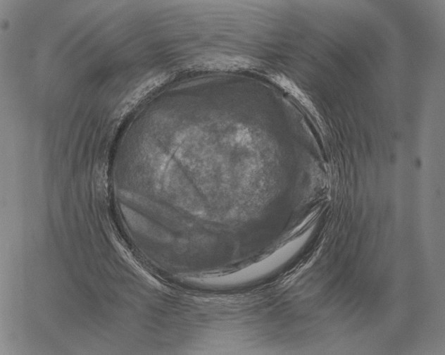 X0000062650581200601181812