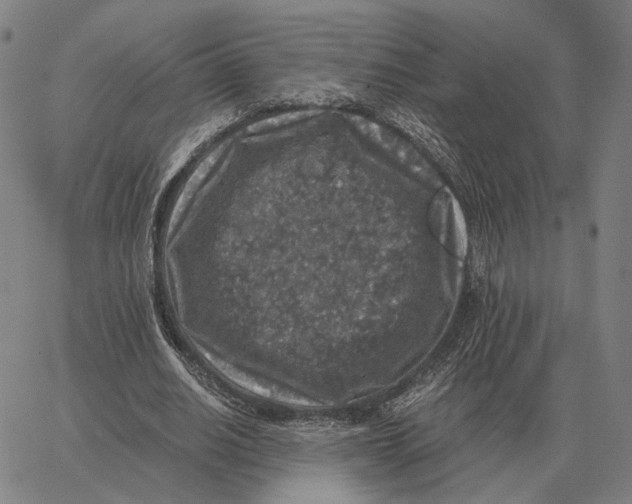 X0000062650630200601181810