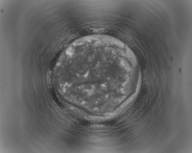 X0000062650650200601181811