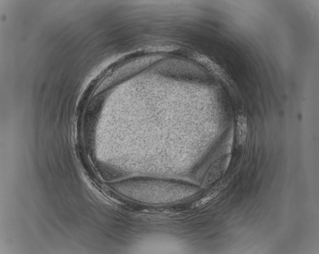 X0000062650726200601181809