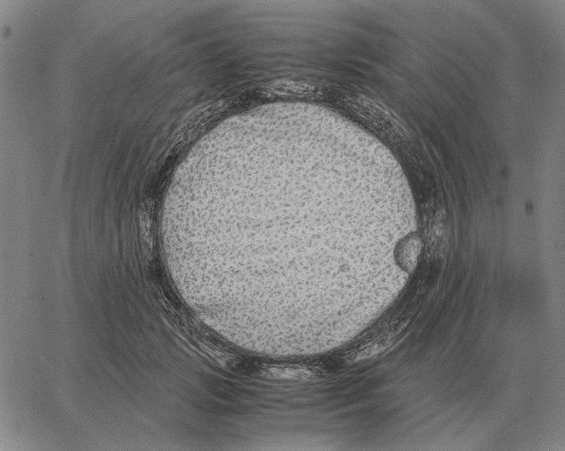 X0000062650749200601181809