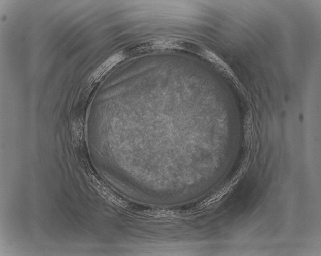 X0000062650785200601181809