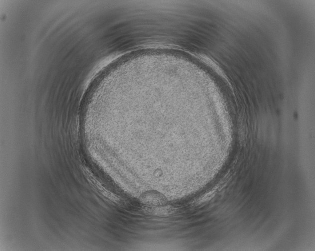 X0000062650831200601181807