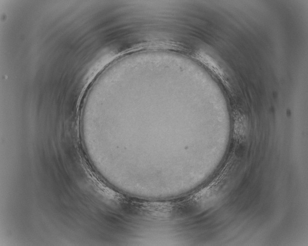 X0000062650836200601181808