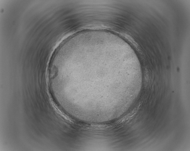 X0000062650840200601181808