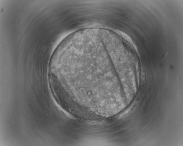 X0000062650863200601181808