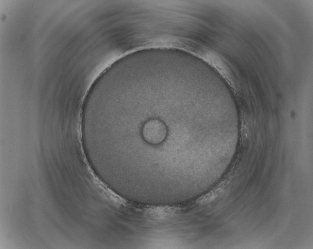 X0000062650950200601181806