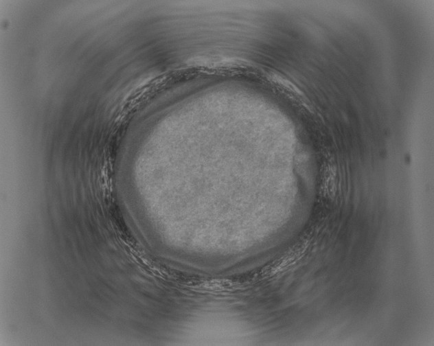 X0000062650966200601181806