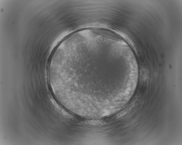 X0000062650998200601181805