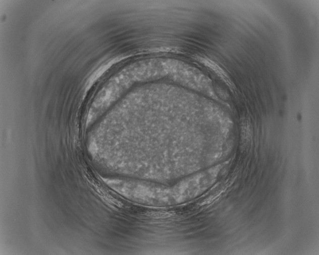 X0000062651023200601181804