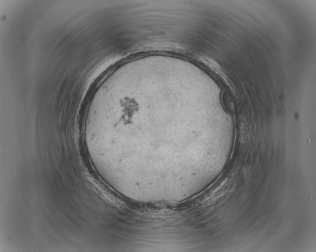 X0000062651024200601181804