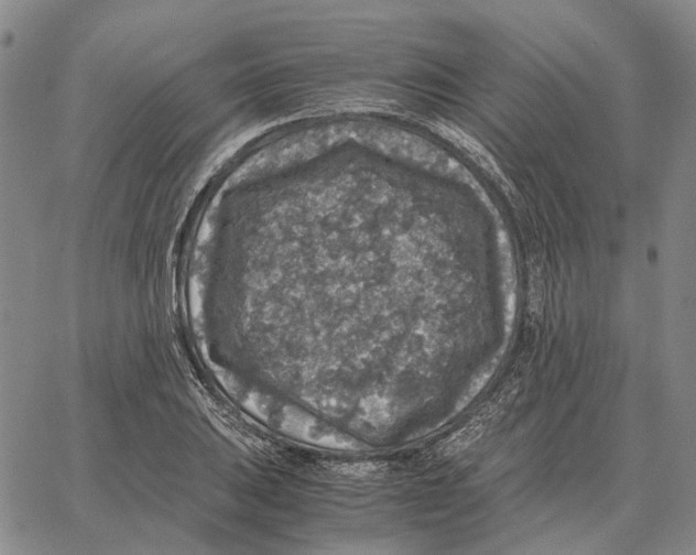 X0000062651031200601181804