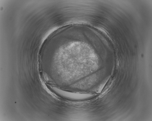 X0000062651038200601181805