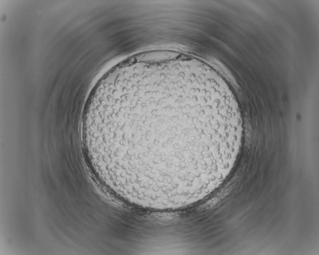 X0000062651044200601181805