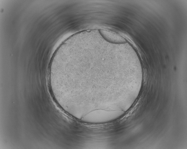 X0000062651048200601181805