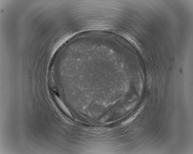 X0000062651077200601181804