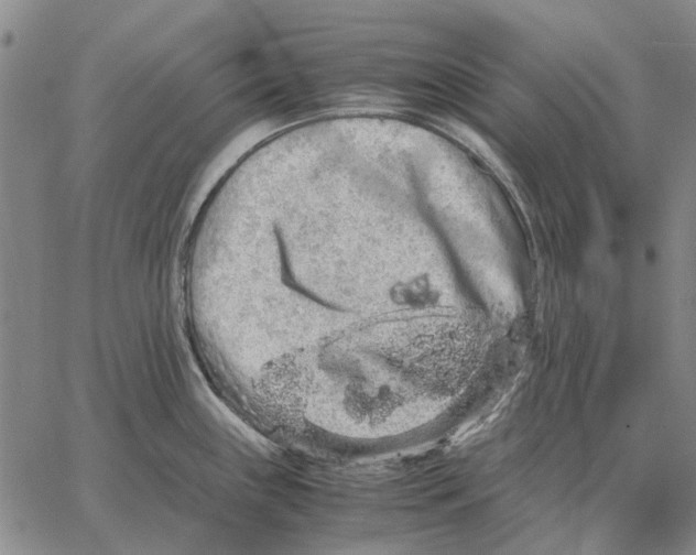 X0000062651243200601181802