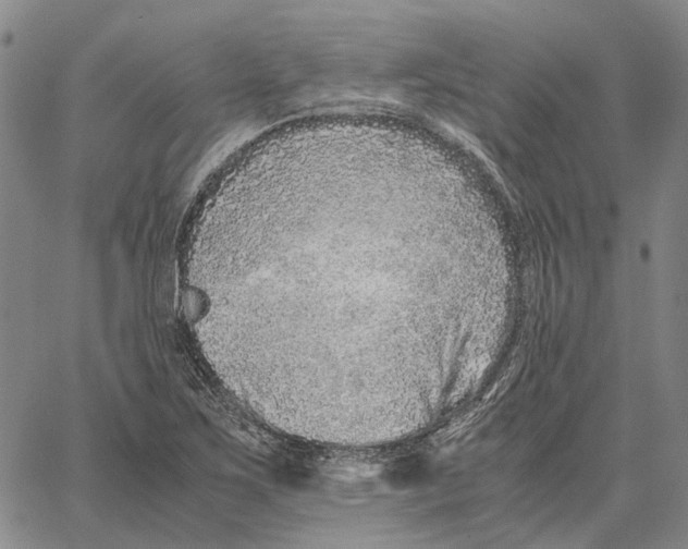 X0000062651267200601181801