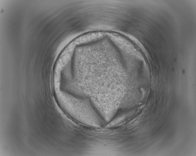 X0000062651295200601181800