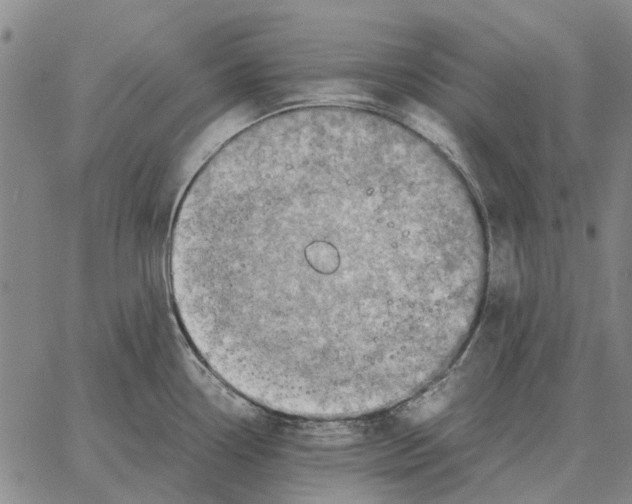 X0000062651338200601181800