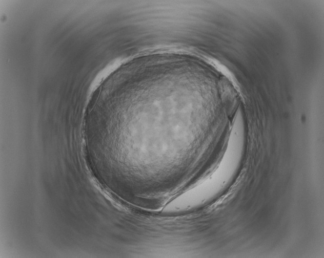 X0000062651373200601181759