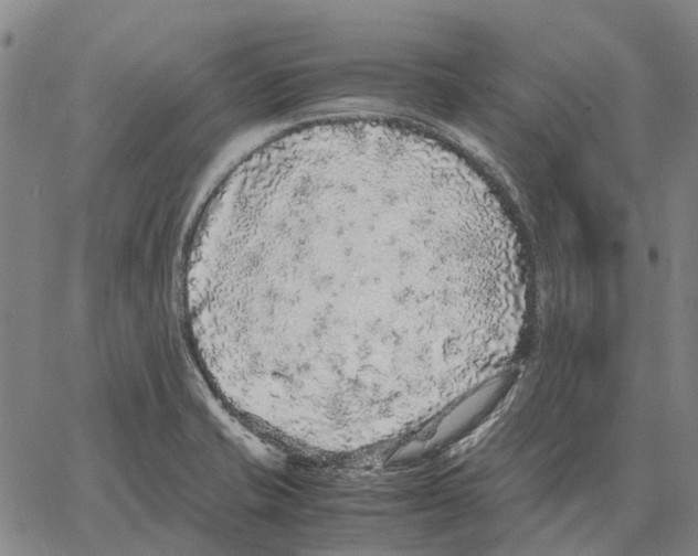 X0000062651421200601181758