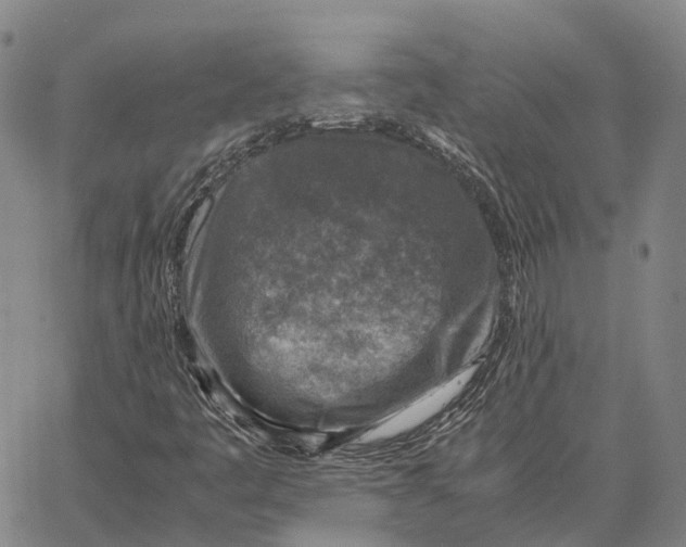 X0000062651445200601181758