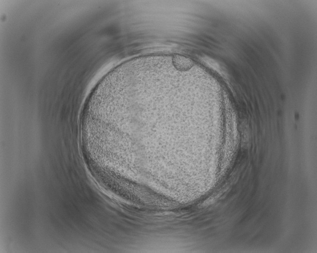 X0000062651467200601181757