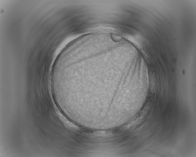 X0000062651478200601181757