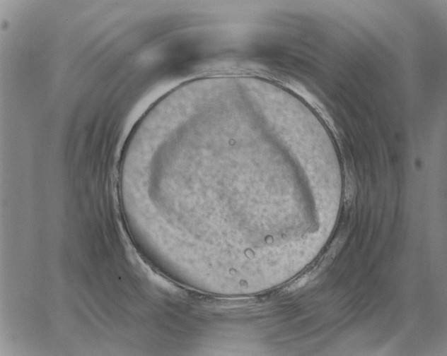 X0000062651486200601181757