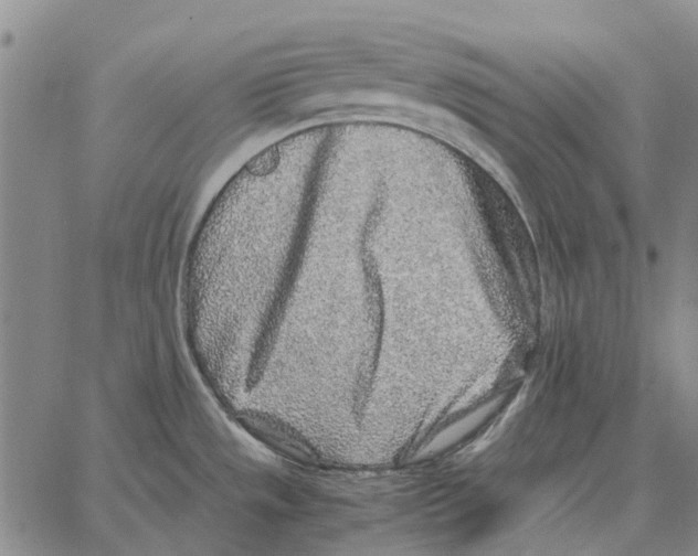 X0000062651533200601181757