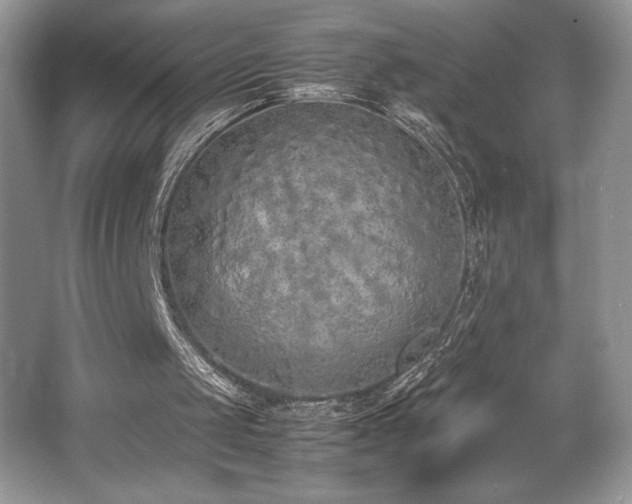 X0000062670049200512211346