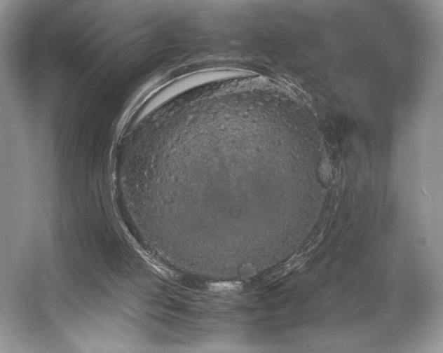 X0000062670053200512211346